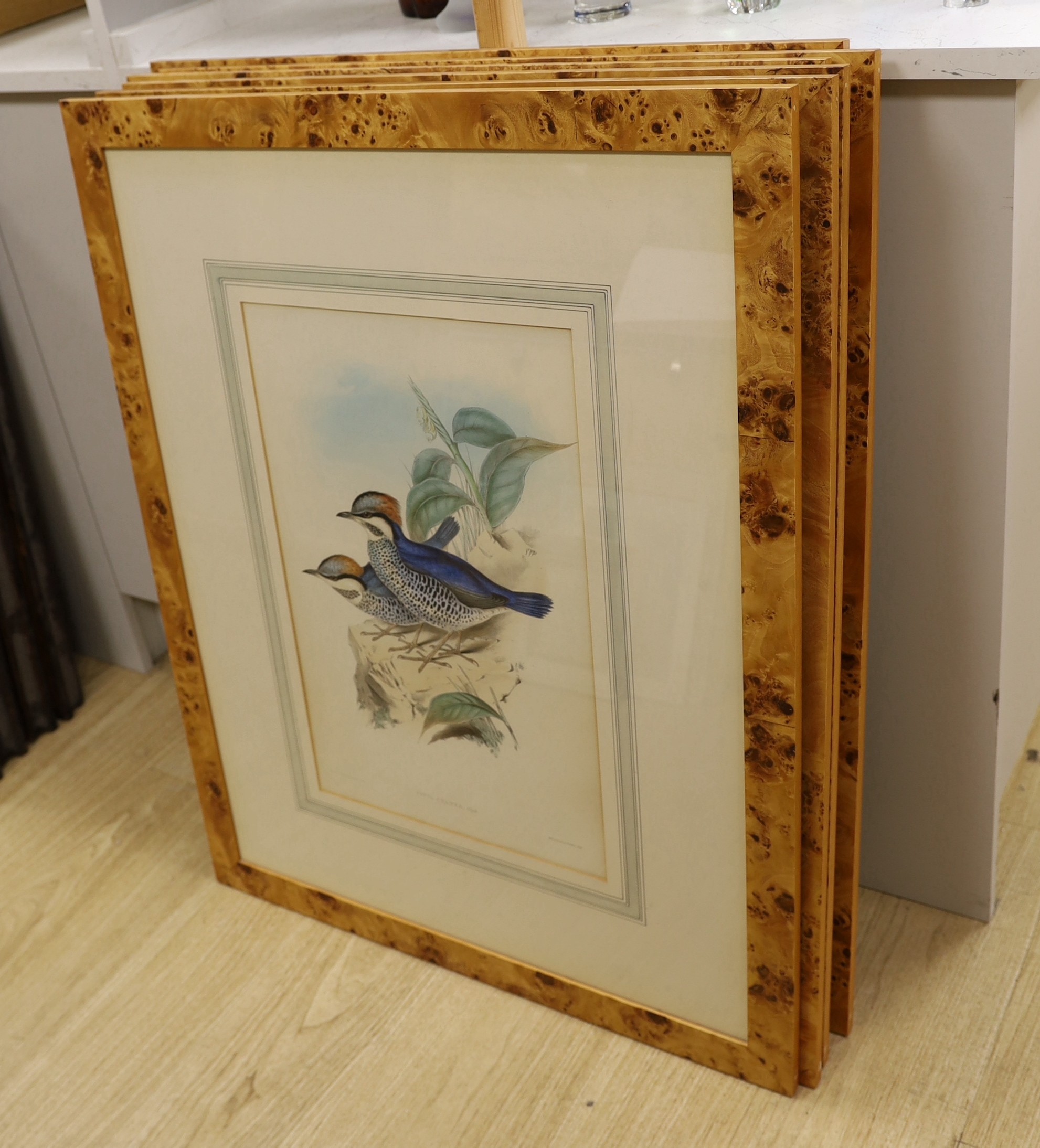 After Gould and Richter, six coloured lithographs, Studies of exotic birds, 53 x 34cm